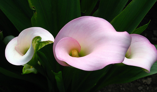 Zantedeschia Aethiopica